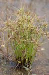 Yellow flatsedge